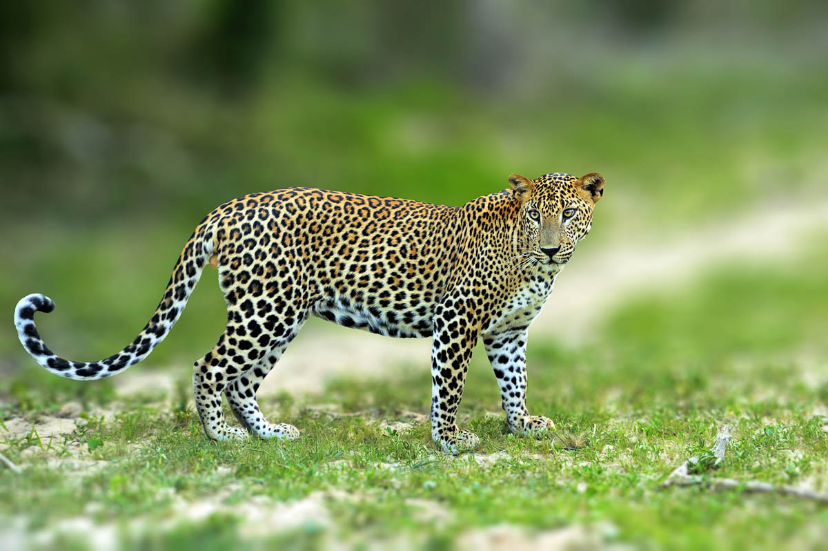 The Leopards of Sri Lanka – The Elusive Kings of the Jungle